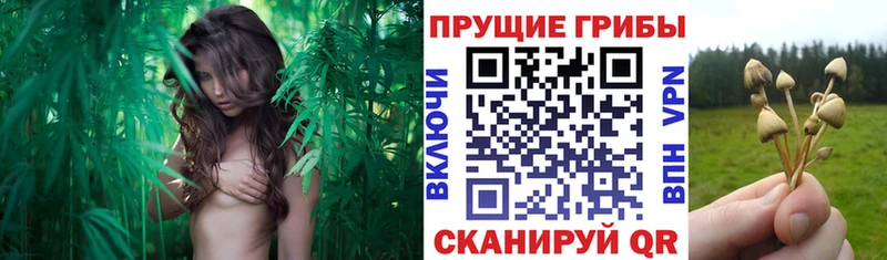 Галлюциногенные грибы прущие грибы  Калининград 